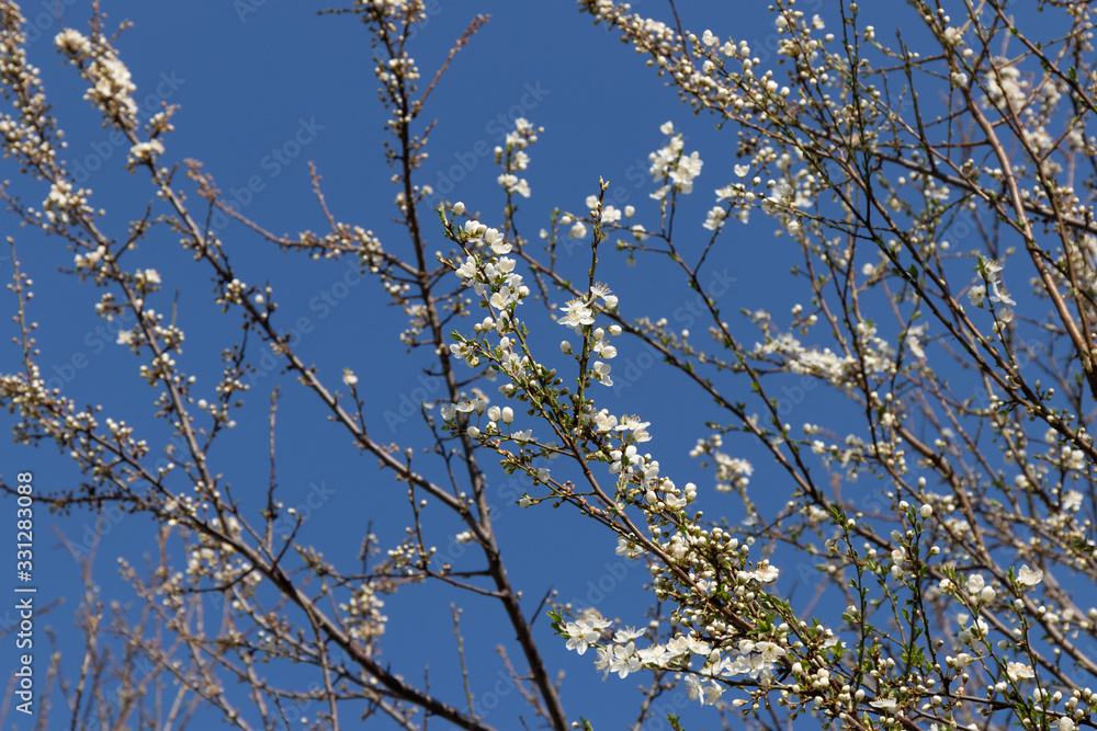 Flowering branches of wild plum against the sky in early spring Flowering branches of wild plum against the sky in early spring