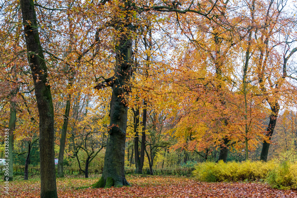 Spaziergang im Herbst durch einen Park in Lübbecke am Waldrand des Wiehengebirges.