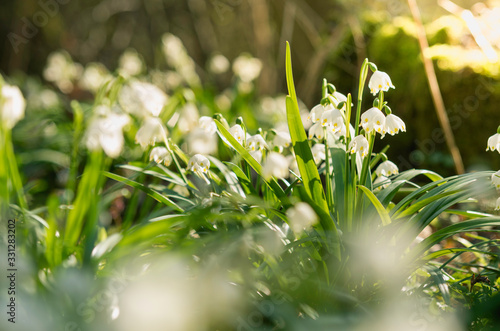 The first snowflake flowers in Litovel floodplain forest.