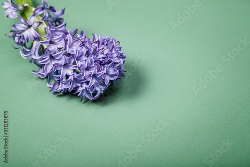 Fototapeta Naklejka Na Ścianę i Meble -  Close up hyacinth flower on a green background. Copy space. Form for greeting card
