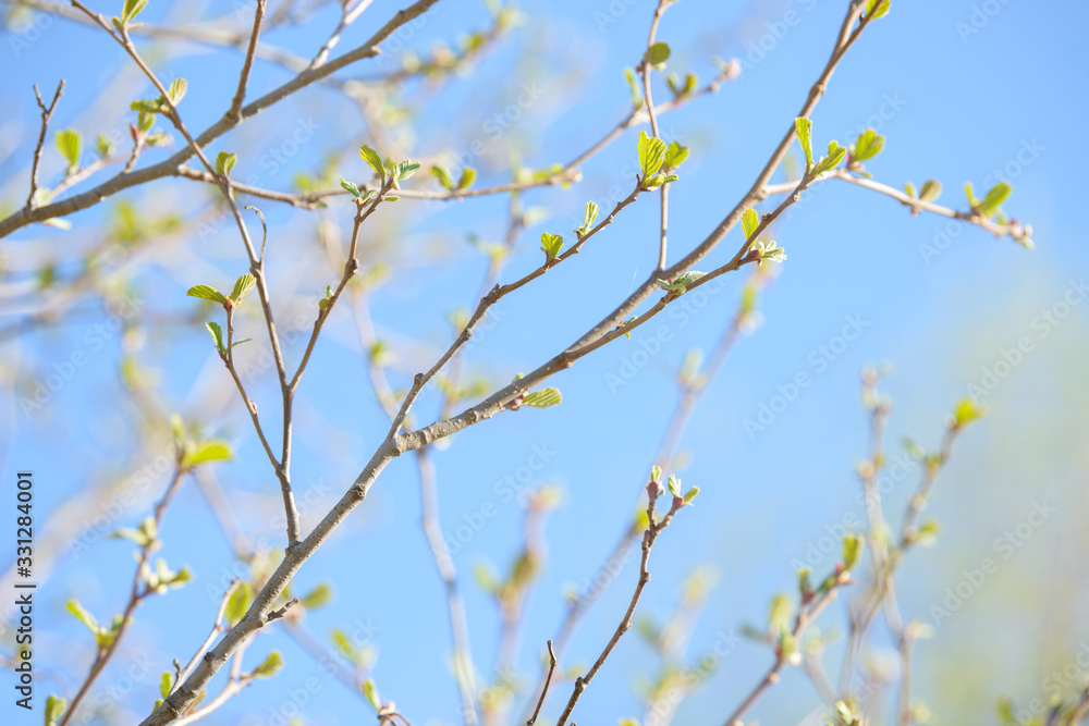 Young tree leaf and bud. New spring foliage appearing on branches. Tree or bush releasing buds. Seasonal forest background. Young tree leaf and bud. New spring foliage appearing on branches. Tree or bush releasing buds. Seasonal forest background.