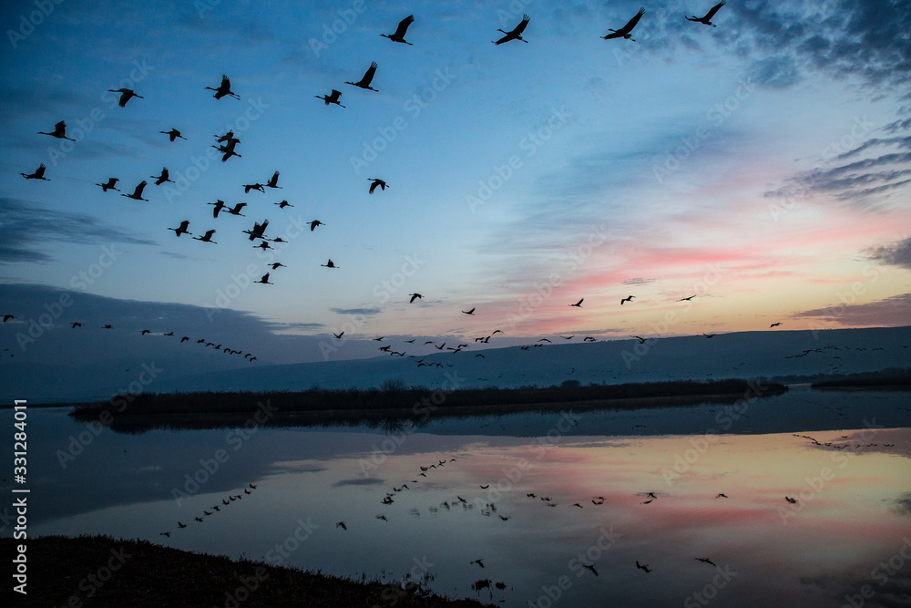 water reflection of crane birds, morning light