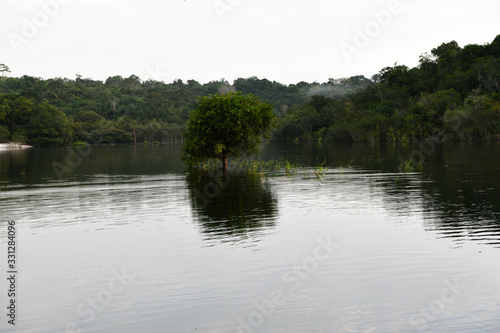 tree in water in a tributary of the Amazon in Brazil