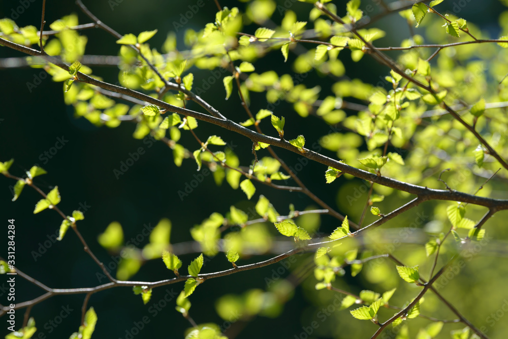 Young tree leaf and bud. New spring foliage appearing on branches. Tree or bush releasing buds. Seasonal forest background. Young tree leaf and bud. New spring foliage appearing on branches. Tree or bush releasing buds. Seasonal forest background.