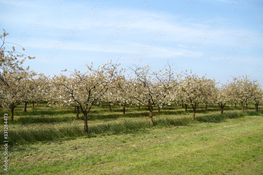 plum trees in bloom. fruits rows of plums trees, grow on the rural field. Blooming prune tree plantation in spring. Spring orchard during blooming. Blossoming fruit tree, white petal flowers.