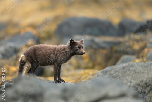 Arctic fox in a natural habitat by a sea coast
