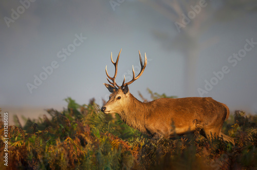 Red deer stag on a misty morning