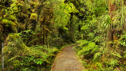 Olympic National park Washington rainforest trail