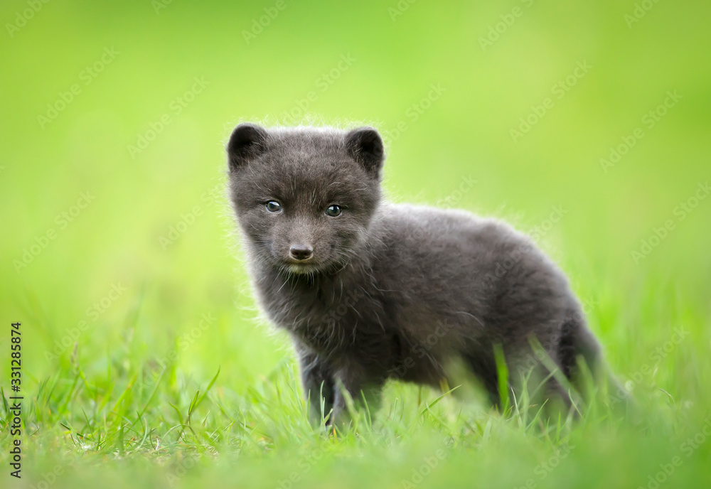Fototapeta premium Cute Arctic fox cub in the meadow
