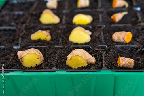 Anzucht Anpflanzen Anbau von Bio Ingwer und Kurkuma photo