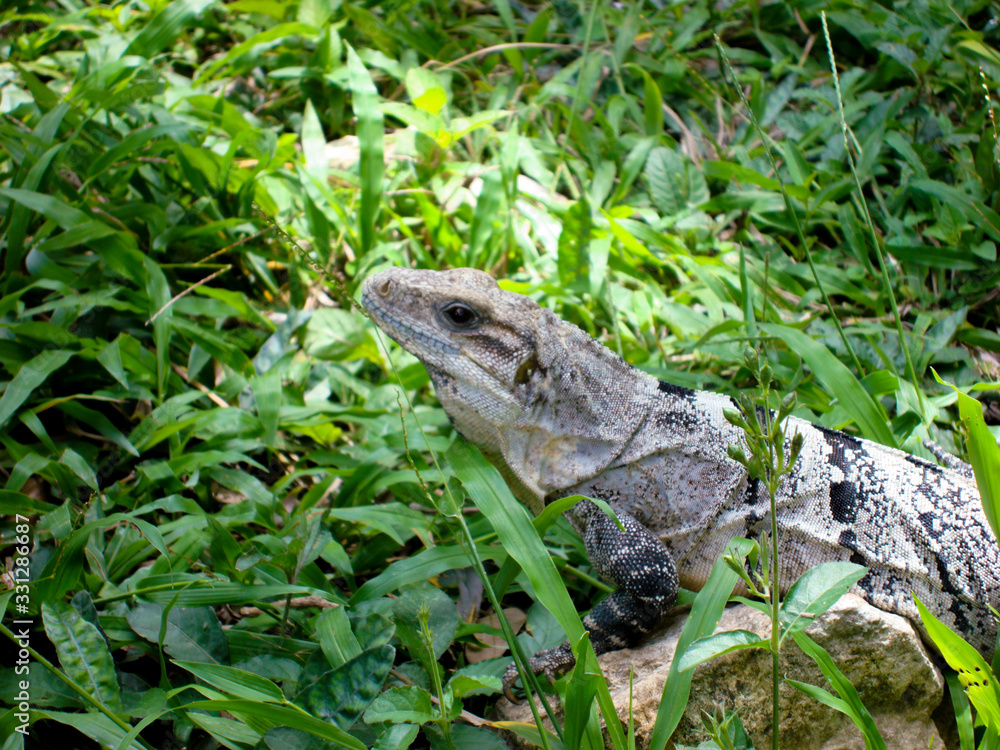 Lizard Iguana on green grass in Summer day Lizard Iguana on green grass in Summer day