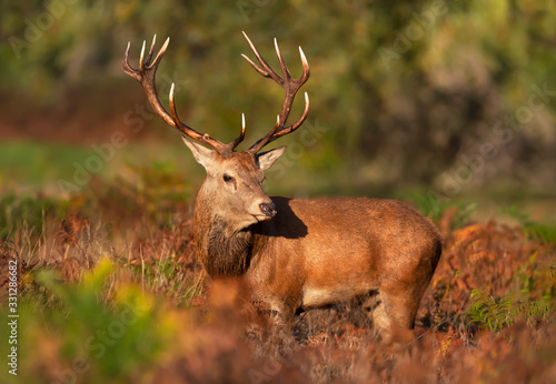 Close up of a Red deer stag in autumn