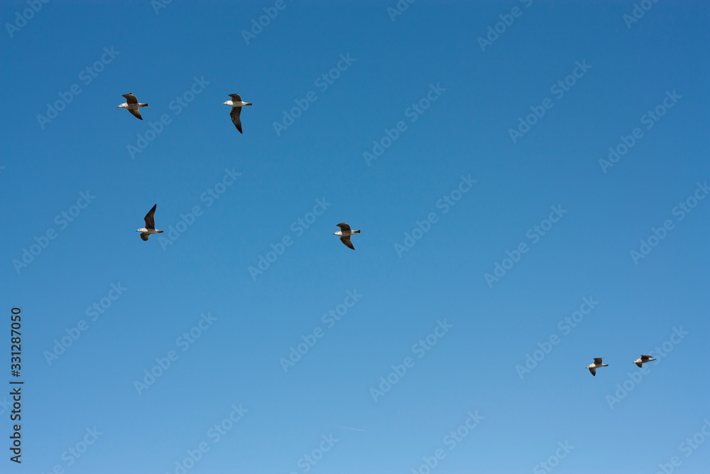 Seagulls flying over the sky