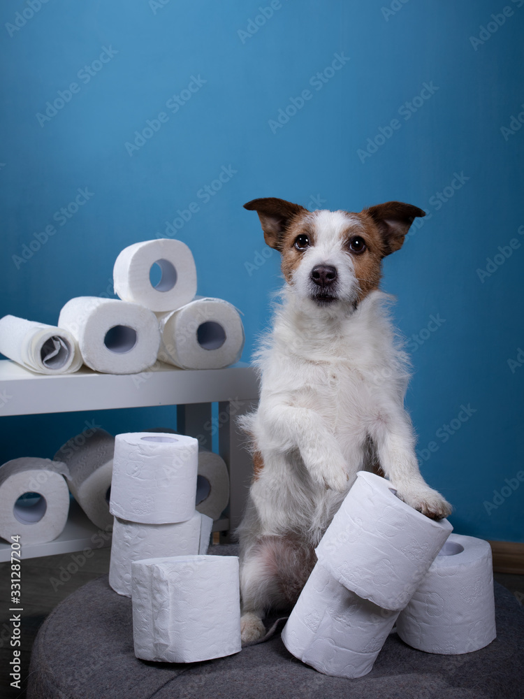 Why Do Dogs Eat Toilet Paper