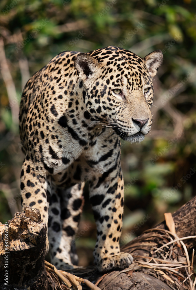 Close up of a Jaguar in the jungle