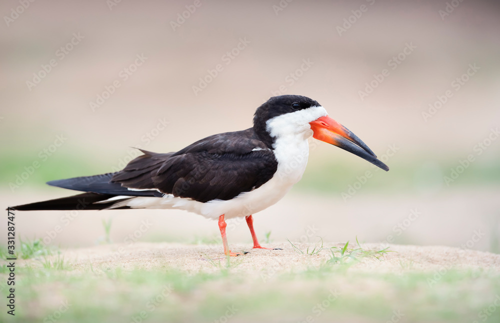 Close up of a black skimmer on a river bank