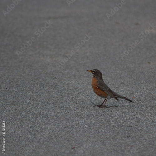 American robin