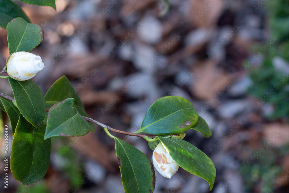 Flower of white camellia japonica Linda rosazza Flower of white camellia japonica Linda rosazza