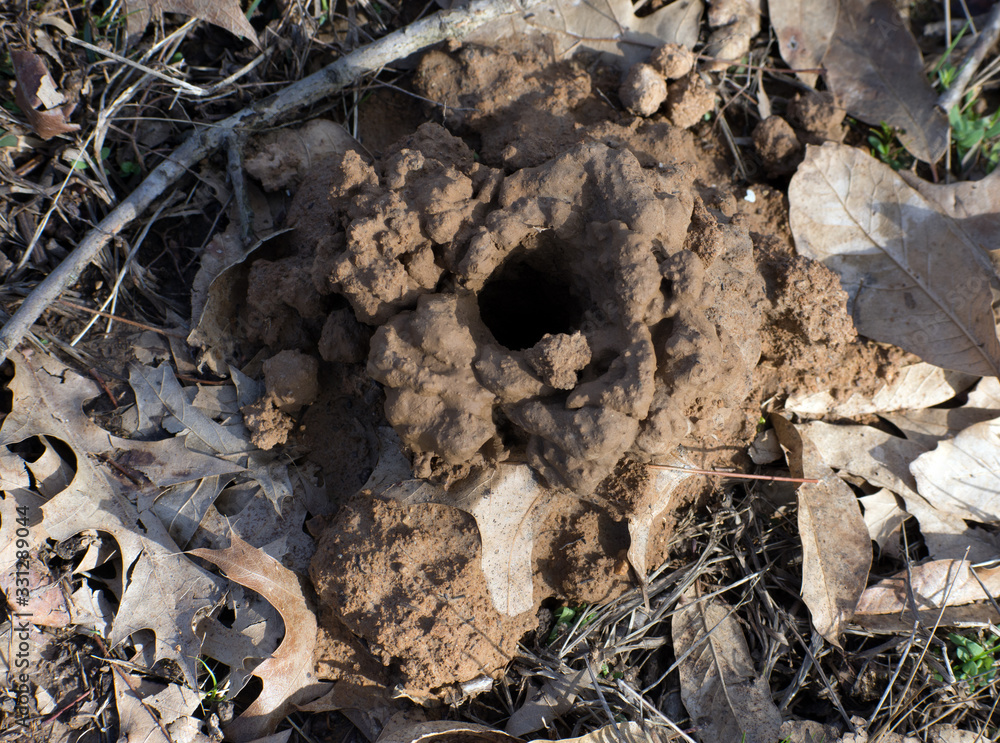 Close up of a crawdad hole.