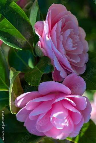 A closeup on camellia japonica Nuccios cameo flowers