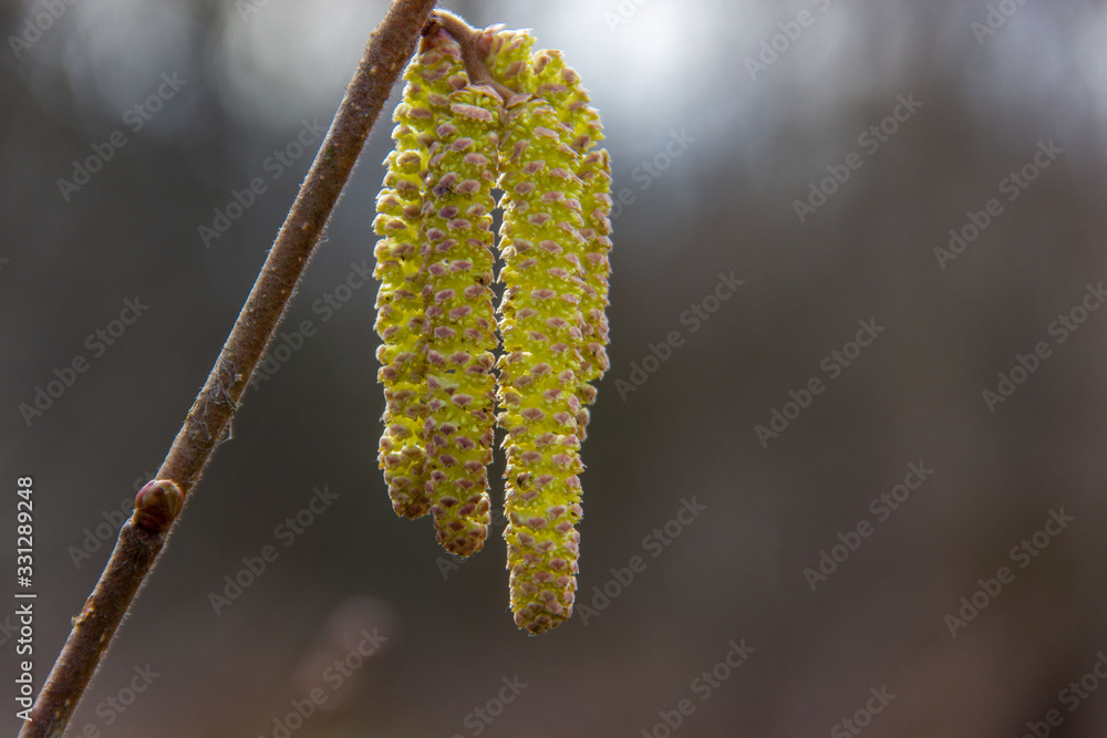 .Hazel branch with catkins in early spring. Beginning of pollen Allergy season. Selective focus. .Hazel branch with catkins in early spring. Beginning of pollen Allergy season. Selective focus.