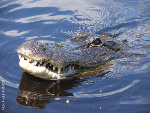 Everglades, Touring, Airboat, Alligator, Fish, Animals, Copeland, Florida, United States photo