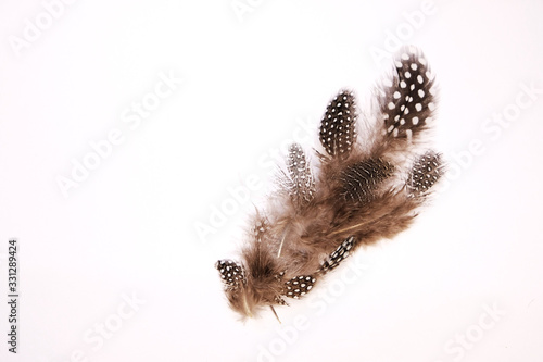 Brown feathers with white dots on white background