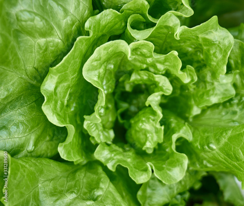 Fresh and organic lettuce in the garden