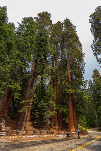 A man taking a picture of a giant redwood, growing along the Generals Highway, California, USA. © Tomasz Wozniak
