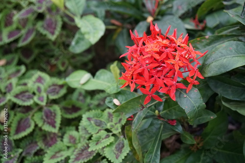Detail of Javanese Ixora  a fresh red spike flower growing in Asia. It is tropical garden plant usually found in parks and gardens in Thailand.