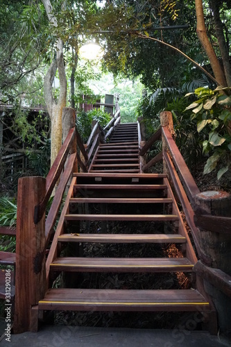 Walk up via wooden stairs with railing, rain forrest walkway.
