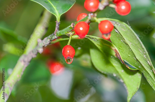 Red berries on a holly bush Autumn in the rain