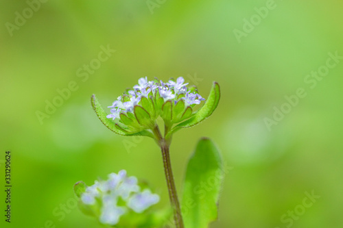 macro fotografía de musgo y liquenes