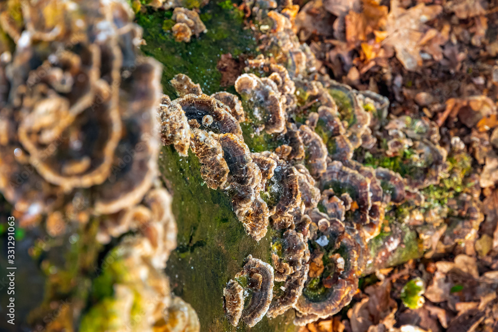 Fungus on tree stump in Highgate wood, London