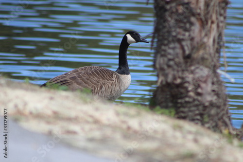 Canadian Goose