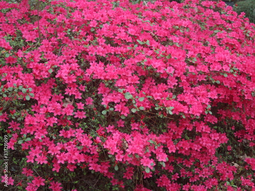 Abstract background with pink flowers