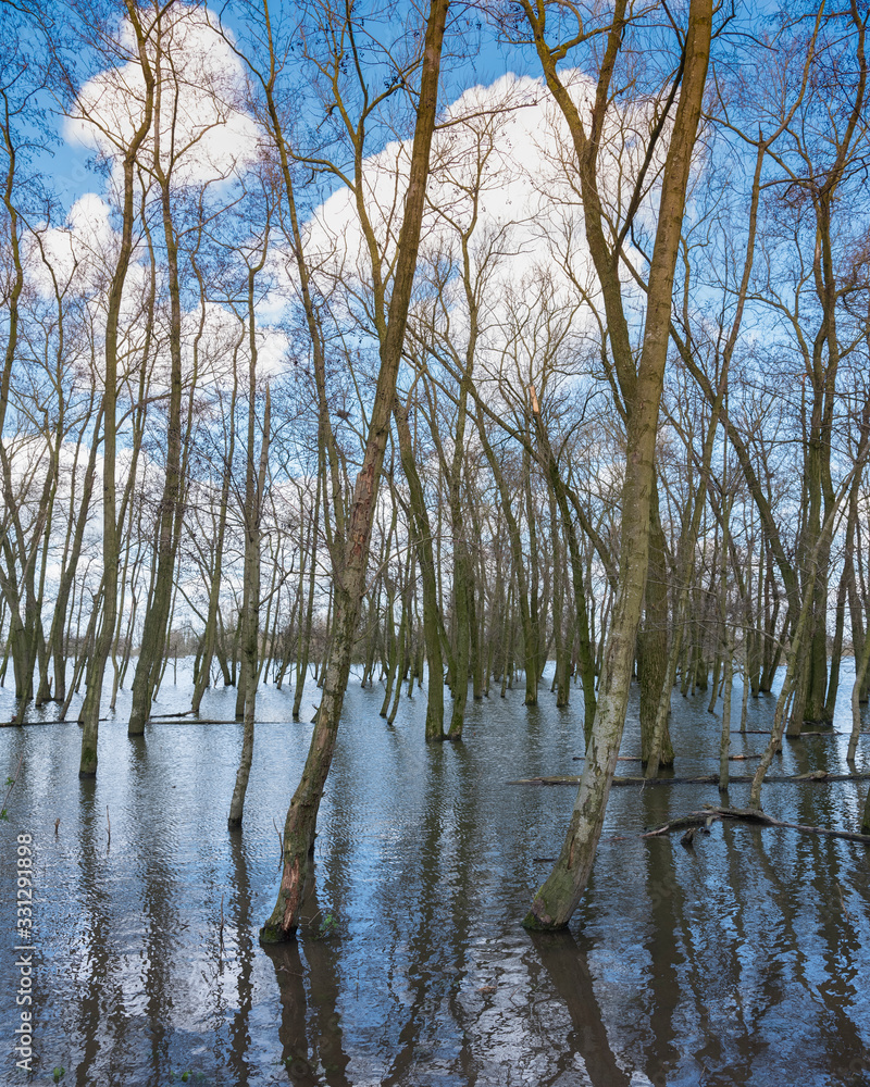 flooded trees in water of river waal near loevestein castle in the netherlands flooded trees in water of river waal near loevestein castle in the netherlands