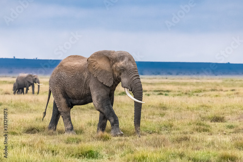 Photography An old elephant walking in the savannah in Africa, beautiful animal in the Ambos