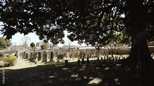 view of Oakland Cemetery from large magnolia tree photo