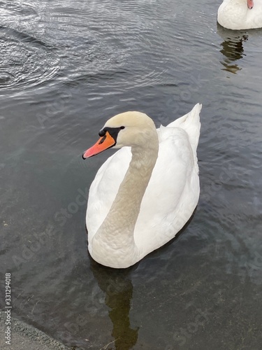 Majestic Swan