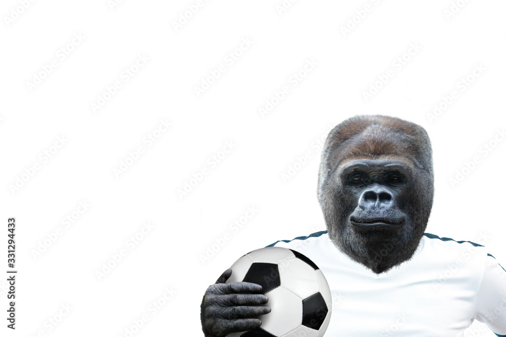 Gorilla holding a soccer ball Gorilla holding a soccer ball