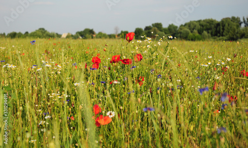 Picturesque meadow with beautiful wild flowers: red poppy, blue cornflower, camomile, daisy and cloudless sky and trees in the background.