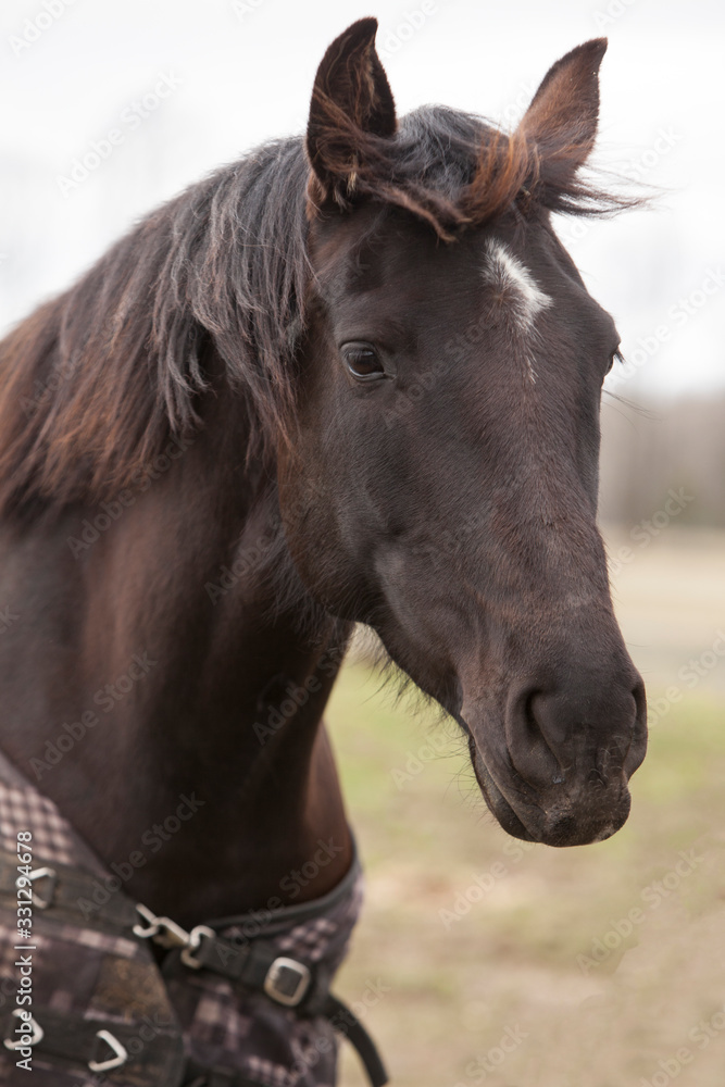 A dark brown horse in a field wearing a blanket. A dark brown horse in a field wearing a blanket.