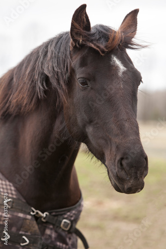 A dark brown horse in a field wearing a blanket.