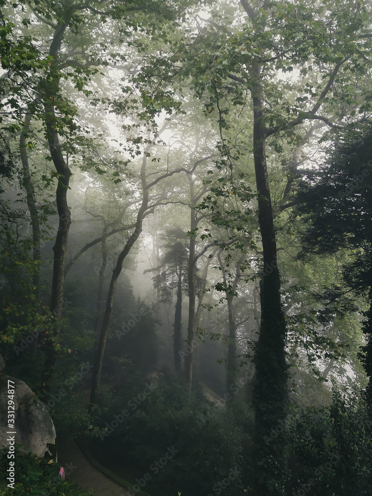 fog forest fog forest