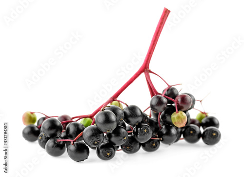 Young branch of European black elderberry isolated on a white background