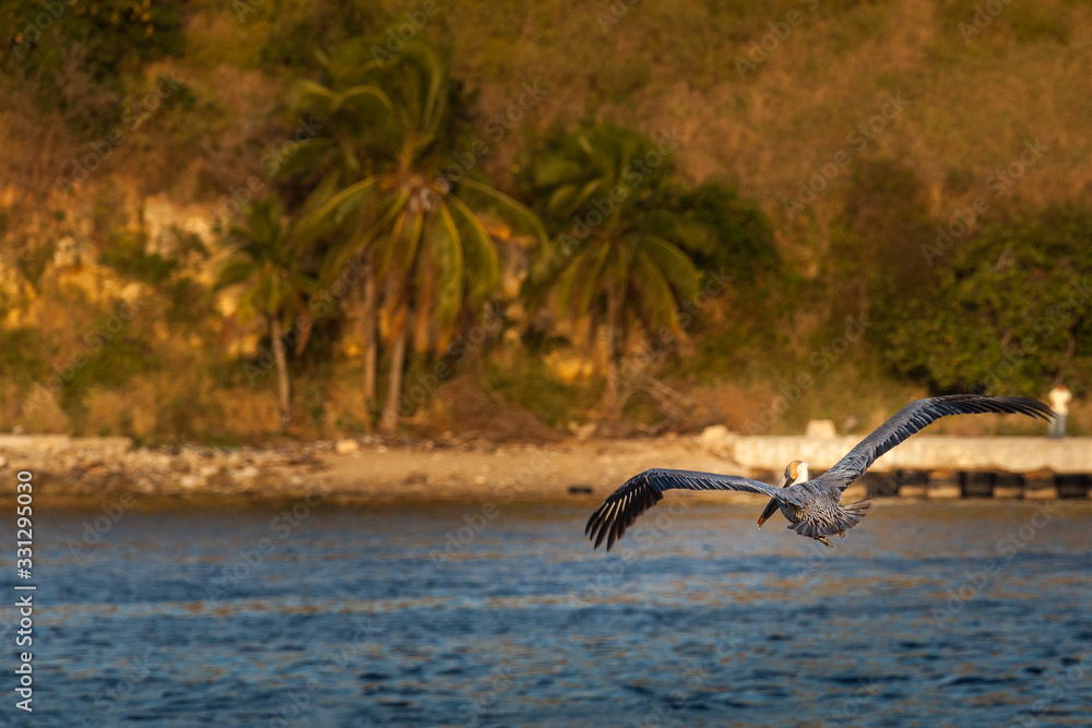 Pelican flying around Havana's shores Pelican flying around Havana's shores