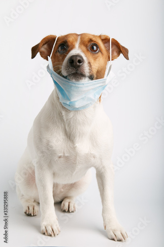 Jack russell  or small dog breeds  sitting on white background and wearing mask for protect a pollution or disease.