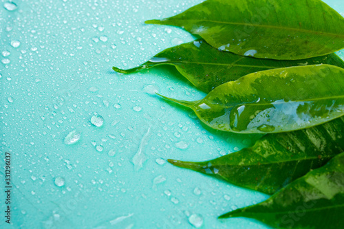 green fresh wet leaves in the rain on a blue background, concept of clean nature, place for text