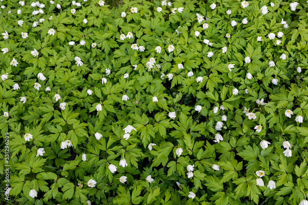 Anemone nemorosa flower blooming outdoors at spring day Anemone nemorosa flower blooming outdoors at spring day